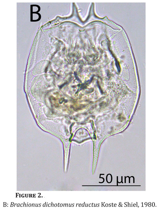 Brachionus dichotomus reductus