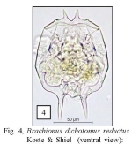 Brachionus dichotomus reductus