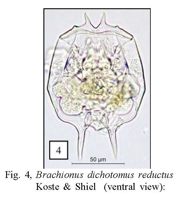 Brachionus dichotomus reductus