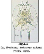 Brachionus dichotomus reductus