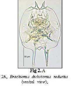 Brachionus dichotomus reductus