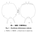 Brachionus dichotomus reductus