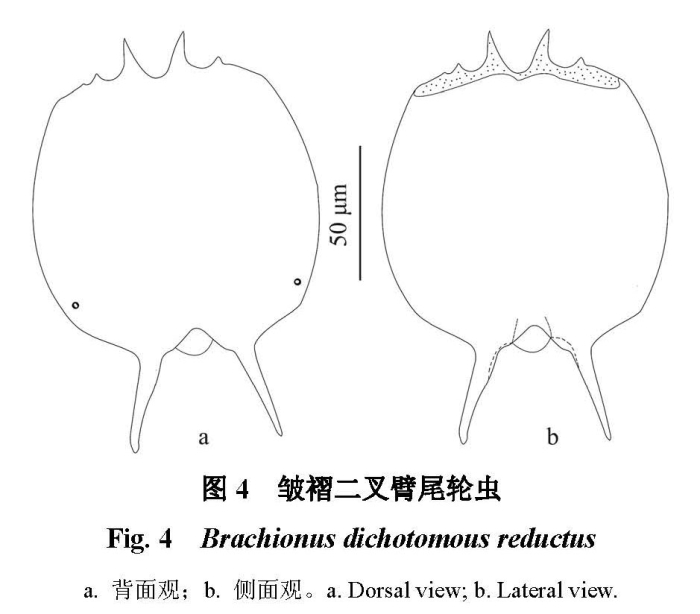 Brachionus dichotomus reductus