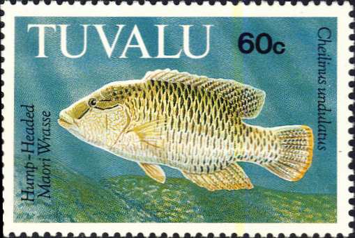 Cheilinus undulatus Cheilinus undulatus