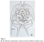 Brachionus dichotomus reductus