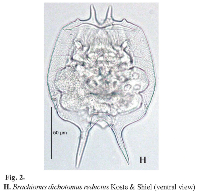 Brachionus dichotomus reductus