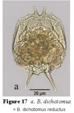 Brachionus dichotomus reductus