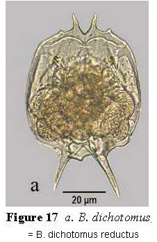 Brachionus dichotomus reductus
