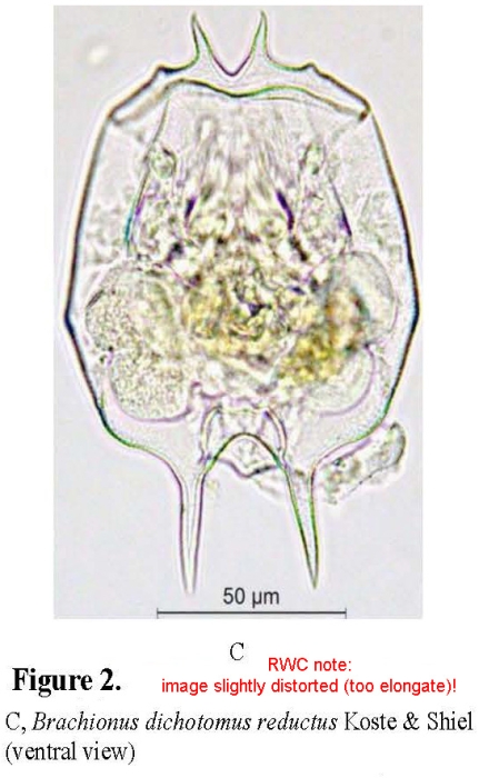 Brachionus dichotomus reductus