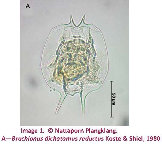 Brachionus dichotomus reductus