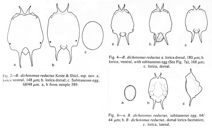 Brachionus dichotomus reductus - Original description image