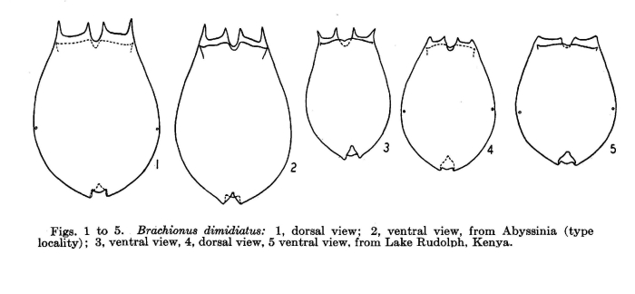 Brachionus dimidiatus