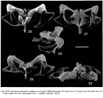 Brachionus dimidiatus