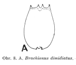 Brachionus dimidiatus