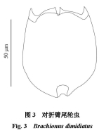 Brachionus dimidiatus