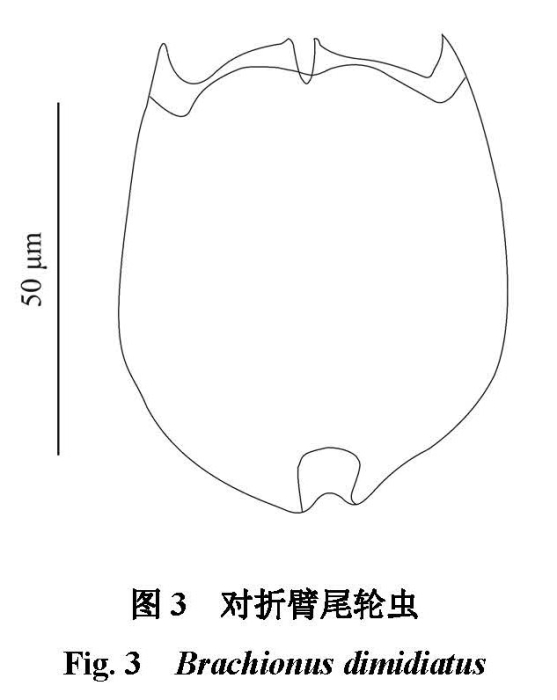 Brachionus dimidiatus