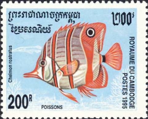 Chelmon rostratus Chelmon rostratus