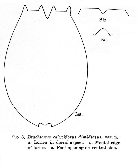 Brachionus dimidiatus - Original description image