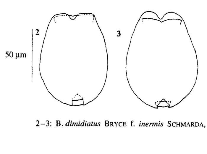 Brachionus dimidiatus f. inermis