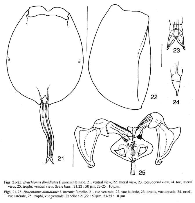 Brachionus dimidiatus f. inermis