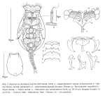 Brachionus dimidiatus f. inermis