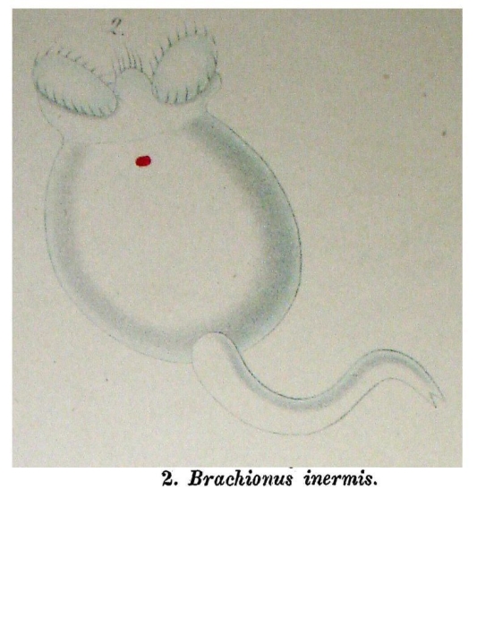 Brachionus dimidiatus f. inermis - Original description image