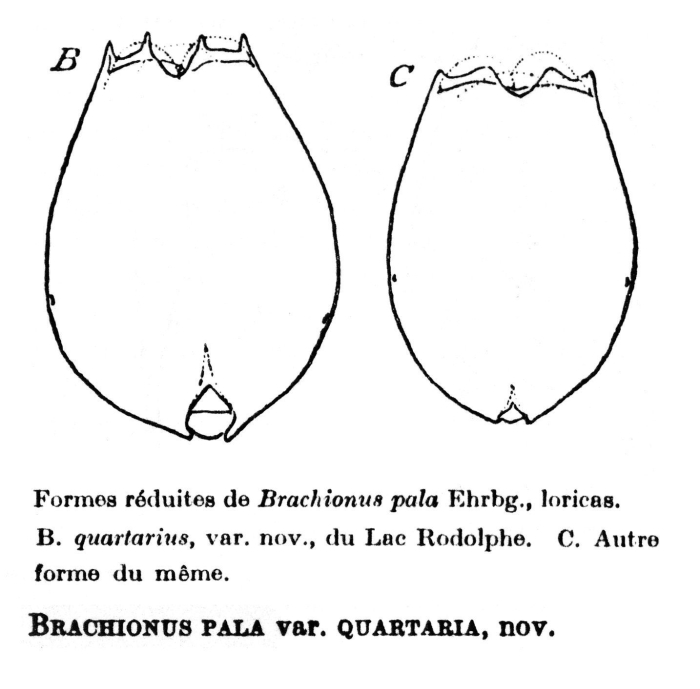 Brachionus dimidiatus f. quartarius - Original description image