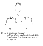 Brachionus dimidiatus isigakiensis