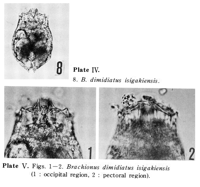 Brachionus dimidiatus isigakiensis - Original description image