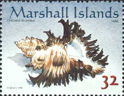 Chicoreus brunneus Chicoreus brunneus