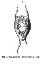 Brachionus diversicornis