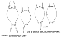 Brachionus diversicornis