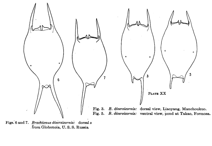 Brachionus diversicornis