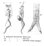 Brachionus diversicornis