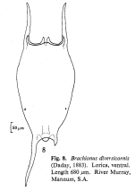 Brachionus diversicornis