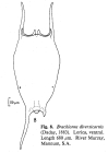 Brachionus diversicornis