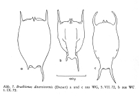 Brachionus diversicornis