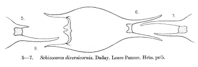 Brachionus diversicornis
