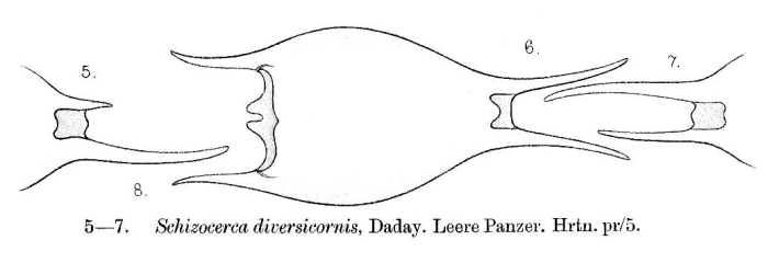 Brachionus diversicornis