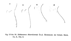 Brachionus diversicornis