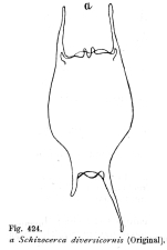 Brachionus diversicornis