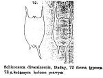 Brachionus diversicornis