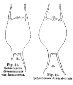 Brachionus diversicornis