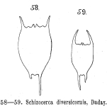 Brachionus diversicornis
