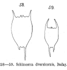 Brachionus diversicornis