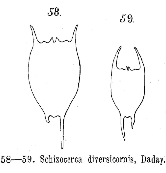 Brachionus diversicornis