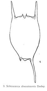 Brachionus diversicornis