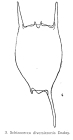 Brachionus diversicornis
