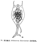 Brachionus diversicornis