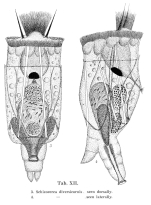 Brachionus diversicornis